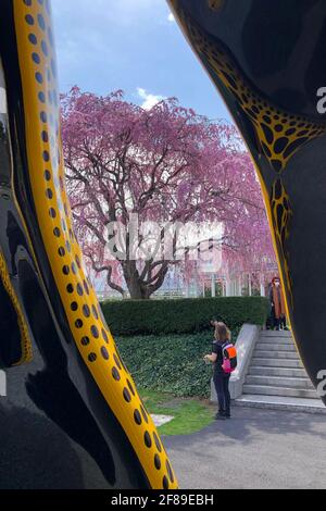 Bronx, États-Unis. 10 avril 2021. 'Dancing Pumpkin' (2020) est l'une des pièces de KUSAMA: Cosmic nature exposition par l'artiste japonais Yayoi Kusama exposé au jardin botanique de New York dans le Bronx, New York, le 10 avril 2021. L'exposition se déroule du 10 avril au 31 octobre 2021. (Photo de Samuel Rigelhaupt/Sipa USA) crédit: SIPA USA/Alay Live News Banque D'Images