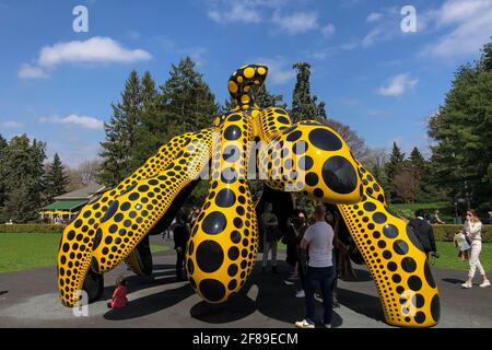 Bronx, États-Unis. 10 avril 2021. 'Dancing Pumpkin' (2020) est l'une des pièces de KUSAMA: Cosmic nature exposition par l'artiste japonais Yayoi Kusama exposé au jardin botanique de New York dans le Bronx, New York, le 10 avril 2021. L'exposition se déroule du 10 avril au 31 octobre 2021. (Photo de Samuel Rigelhaupt/Sipa USA) crédit: SIPA USA/Alay Live News Banque D'Images