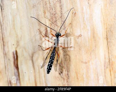 Ichneumon géant (Rhyssa persuasia) dans l'habitat naturel Banque D'Images