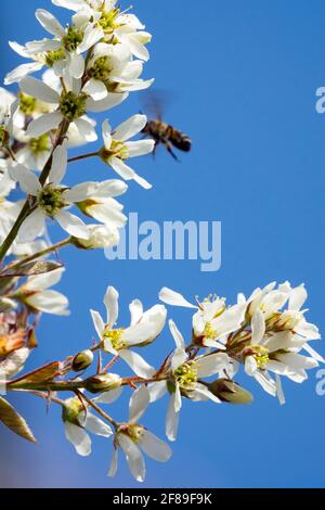 mespilus Amelanchier lamarckii enneigé Banque D'Images