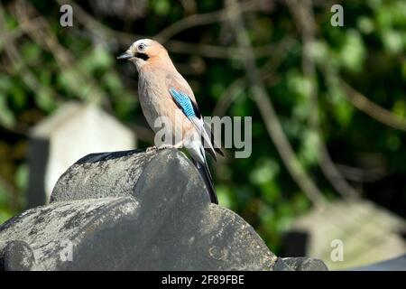 Jay eurasien Garrulus glandarius assis sur une pierre tombale Banque D'Images