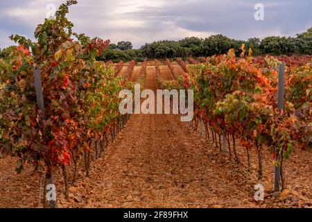 Vignes en automne, coucher de soleil de couleurs intenses sur les vignes. Banque D'Images