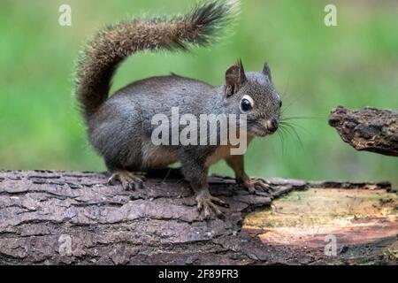 Issaquah, Washington, États-Unis. Douglas Squirrel debout sur une bûche. Également connu sous le nom de Chickaree, Chicory et Pine Squirrel. Banque D'Images