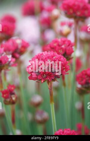 Armeria maritima 'Dusseldorfer Stolz' croissant dans une rocaille. Banque D'Images