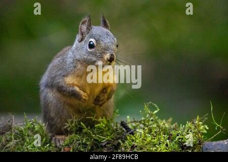 Issaquah, Washington, États-Unis. Douglas Squirrel debout sur des pattes arrière sur une bûche recouverte de mousse. Également connu sous le nom de Chickaree, Chicory et Pine Squirrel. Banque D'Images