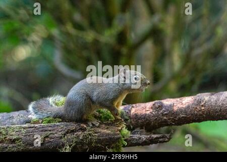 Issaquah, Washington, États-Unis. Douglas Squirrel voquant sur une bûche recouverte de mousse. Également connu sous le nom de Chickaree, Chicory et Pine Squirrel. Banque D'Images