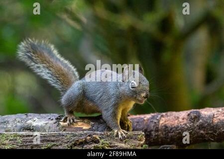 Issaquah, Washington, États-Unis. Douglas Squirrel voquant sur une bûche recouverte de mousse. Également connu sous le nom de Chickaree, Chicory et Pine Squirrel. Banque D'Images
