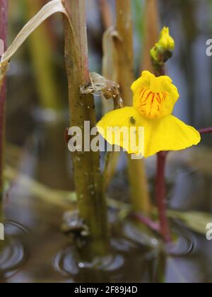 Eau de bladdermoort Utricularia australis floraison Banque D'Images