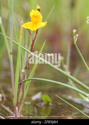 Eau de bladdermoort Utricularia australis floraison Banque D'Images