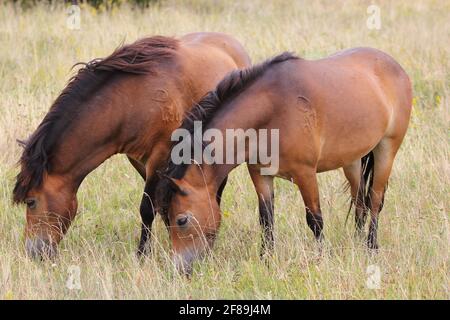 Exmoor pone des chevaux sur le pâturage Banque D'Images