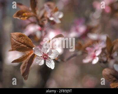 Concept floral au printemps. Plein épanouissement de l'abricotier. Belle fleur sur un arrière-plan flou abstrait. Gros plan détaillé avec soft focus sélectif. Banque D'Images