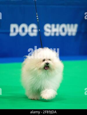 Chien bolognaise lors d'un spectacle canin Banque D'Images