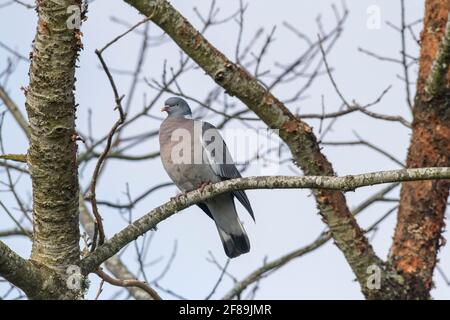 Un seul pigeon de bois (Palumbus de Columba) perché sur une branche d'arbre Banque D'Images