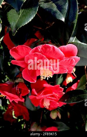 Camellia japonica «Adolphe Audusson» Camellia Adolphe Audusson – fleurs rouges profondes aux étamines saillantes, avril, Angleterre, Royaume-Uni Banque D'Images