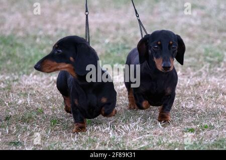 Une paire de mini Dachshunds lisses Banque D'Images