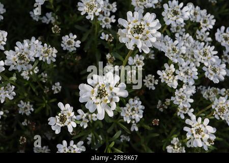 Iberis sempervirens ‘Semmer Snowdrift’ vivace candytuft Summer Snowdrift – cascade de fleurs blanches avec de petits pétales en forme de cuillère, avril, Angleterre Banque D'Images