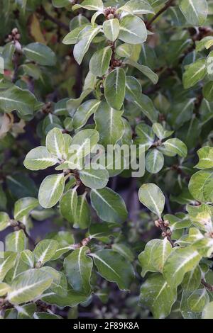 Pittosporum tenuifolium « Abbotsbury Gold » Tawhiwhi Abbotsbury Gold – petites feuilles ovales variétées avec une bande blanche centrale, avril, Angleterre, Royaume-Uni Banque D'Images