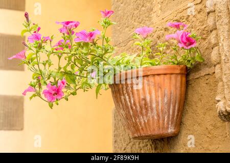 Cortona, Italie. Matin des gloires poussant dans un pot en forme de vase sur un mur de pierre. Banque D'Images