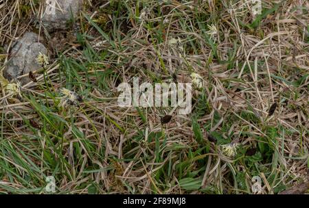 Carex montana, en fleur, dans une prairie calcaire, Ubley Warren, Somerset. Banque D'Images