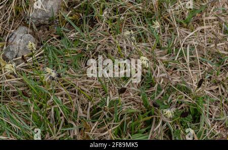 Carex montana, en fleur, dans une prairie calcaire, Ubley Warren, Somerset. Banque D'Images