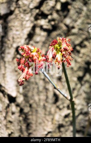 Acer negundo fleurs érable à feuilles de frêne Banque D'Images