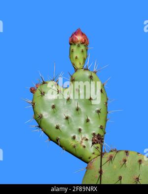 cactus poire en forme de coeur en forme de pickly, isolé sur un fond bleu ciel Banque D'Images