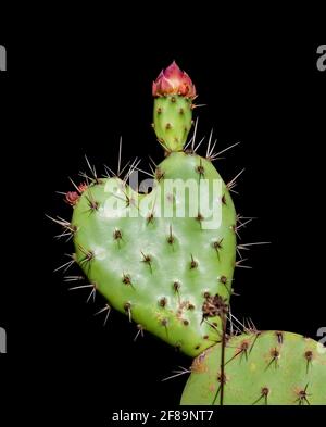 cactus poire en forme de coeur en forme de pickly, isolé sur un arrière-plan noir Banque D'Images