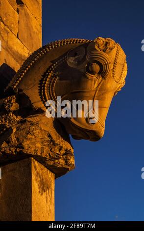 La capitale Bull a sculpté des colonnes d'Achéménide à Persepolis, en Iran. Banque D'Images