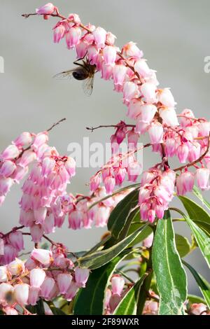 Pieris japonica Ralto Rose abeille sur fleur Banque D'Images