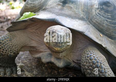 Tortue géante de Galapagos à la baie d'Urbina, île d'Isabela, Galapagos, Équateur Banque D'Images