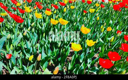 Pré de printemps avec beaucoup de fleurs de tulipe rouge et jaune, fond floral. Photo saturée d'un champ avec des fleurs rouges et jaunes. Concept de la nature Banque D'Images