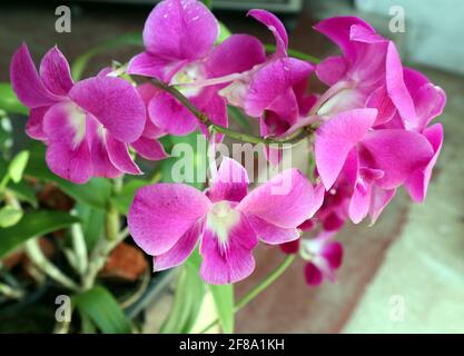 Mise au point sélective sur la fleur d'orchidée centrale sur une couleur pourpre bouquet de fleurs d'orchidée Banque D'Images