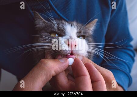 Gros plan de l'homme donnant une pilule au chat malade. Chat malade recevant un médicament dans une pilule. Tablettes pour animaux de compagnie. Médicaments pour animaux. Anthelminthique pour animaux de compagnie Banque D'Images