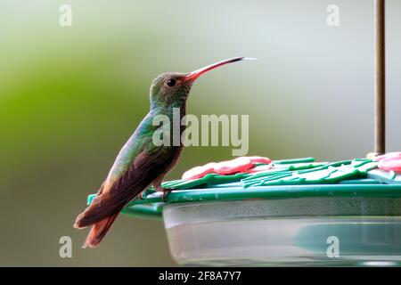 Colibri émeraude à queue rousse perchée sur un mangeoire à Mindo, en Équateur, en Amérique du Sud, avec fond vert Banque D'Images