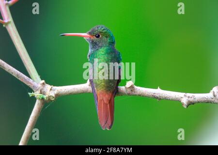 Colibri émeraude à queue rousse perchée sur une branche de Mindo, en Équateur, en Amérique du Sud, avec fond vert Banque D'Images