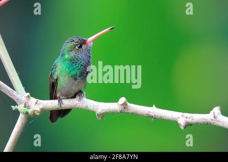 Colibri émeraude à queue rousse perchée sur une branche de Mindo, en Équateur, en Amérique du Sud, avec fond vert Banque D'Images