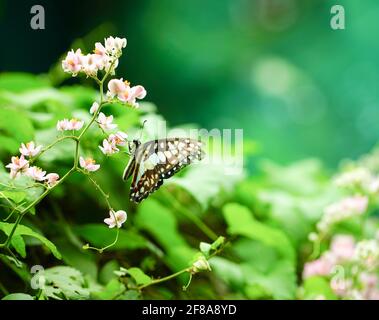 Papillon bleu et fleurs roses dans le jardin. Printemps. Copier l'espace. Banque D'Images