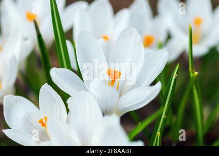 Crocus blancs floraison au printemps, gros plan Banque D'Images
