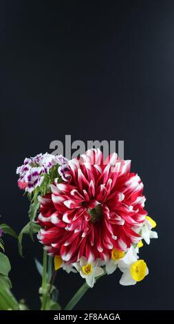 Beau bouquet ou groupe de différentes fleurs lumineuses isolées sur fond sombre, Canna, Carnation, Chrysanthemum, Daffodil, Dahlia, Rose, Lily Banque D'Images