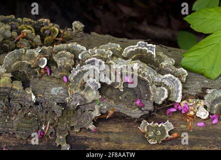 des couches intéressantes de champignons poussent sur une bûche de bois pourrie Banque D'Images