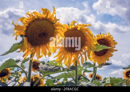 Un trio lumineux de tournesols éclatants fleurissent contre un bleu Ciel du Michigan aux États-Unis Banque D'Images