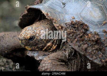 Gros plan de Baby Tortue sur l'île Santa Cruz au centre Charles Darwin, Galapagos, Équateur Banque D'Images