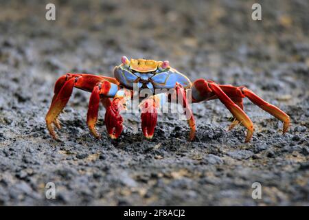 Sally Lightfoot Crab ou Red Rock Crab on Rock of Galapagos Island, Isla Santa Cruz Banque D'Images