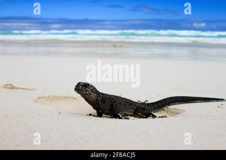 Sourire iguana marine sur Sandy Beach avec Blue Sky sur Isla Isabela, Galapagos, Equateur Banque D'Images