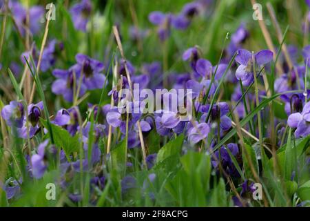 Violettes Pansy, fleurs printanières. Gros plan Banque D'Images