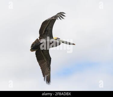 Pelican en vol au-dessus de Dauphin Island, Alabama Banque D'Images