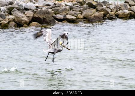 Pelican en vol au-dessus de Dauphin Island, Alabama Banque D'Images