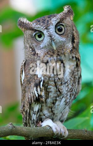 Gros plan du hibou des hurlements sur la branche Banque D'Images