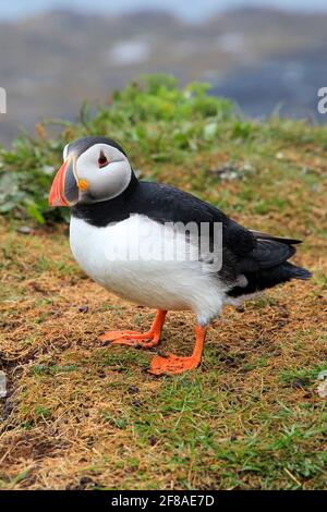 Puffin sur les îles Treshnish au large de la côte d'Écosse Banque D'Images