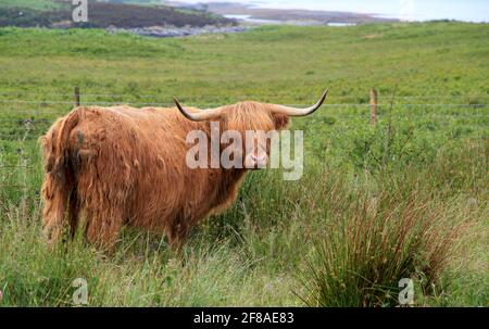 Highland Cow dans un Grassy Field près de la côte de Écosse Banque D'Images